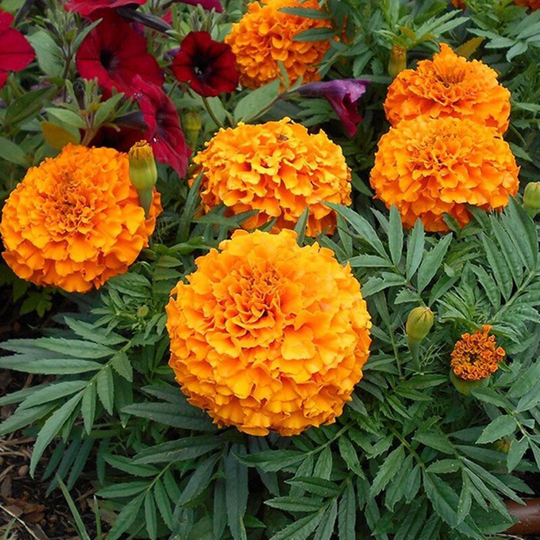 Dwarf Mexican Marigold Orange Seeds Annual Flowering Non Gmo For Planting | 202182