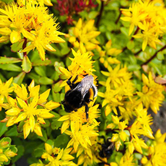 Yellow Stonecrop Sedum/Hybridum 25+ Seeds Perennial
