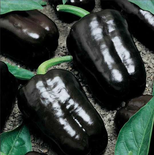 Purple Beauty Sweet Bell Pepper Seeds, Peppers, 30 Seeds // Non-Gmo, Open-Pollinated, Capsicum Annuum