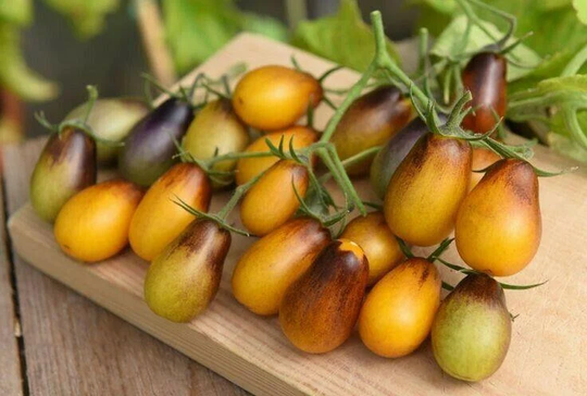 Vegetable - Tomato Cherry Indigo Pear Drops 40 Premium Quality Seeds