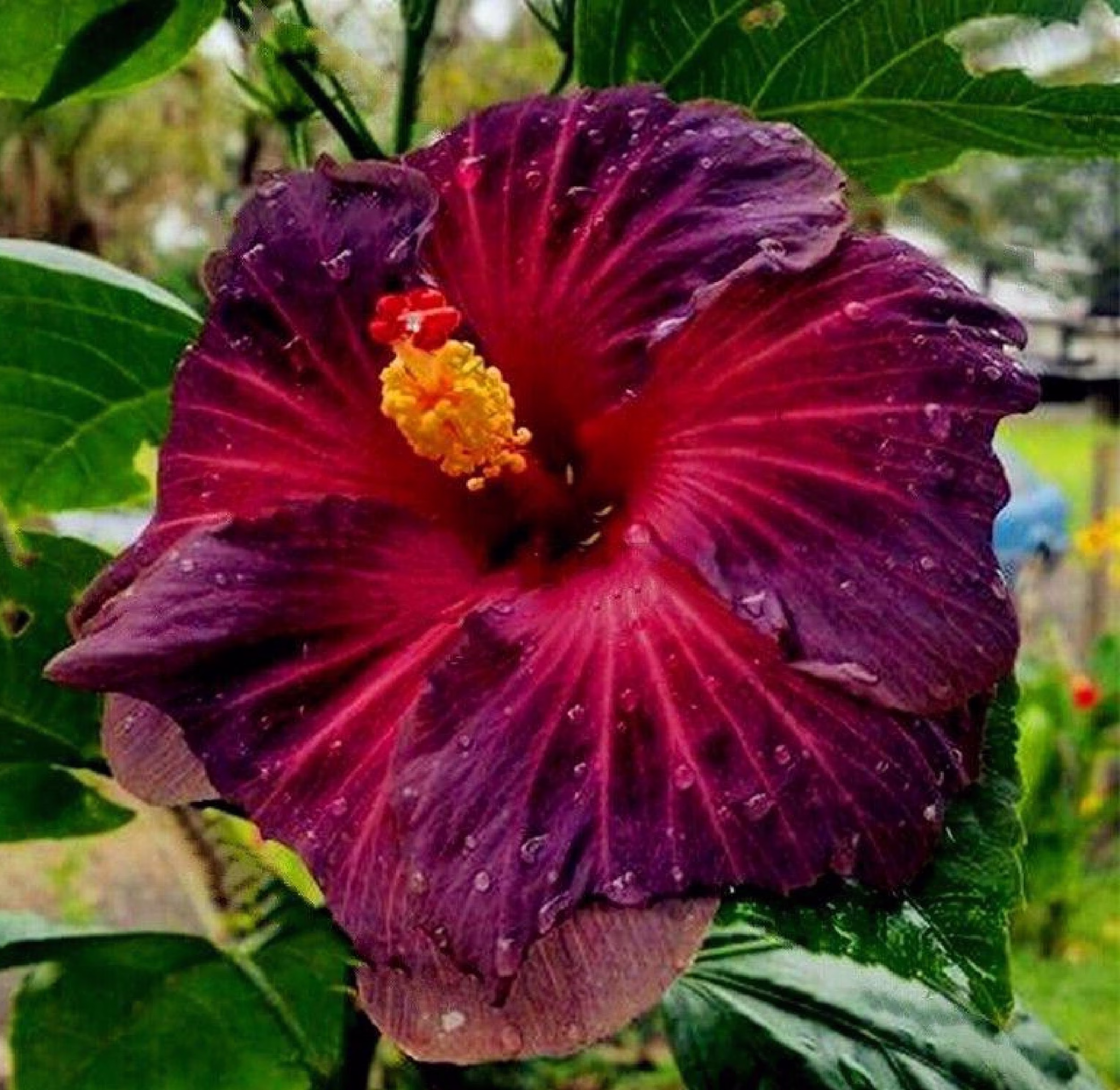 Dark Purple Hibiscus 60 Seeds
