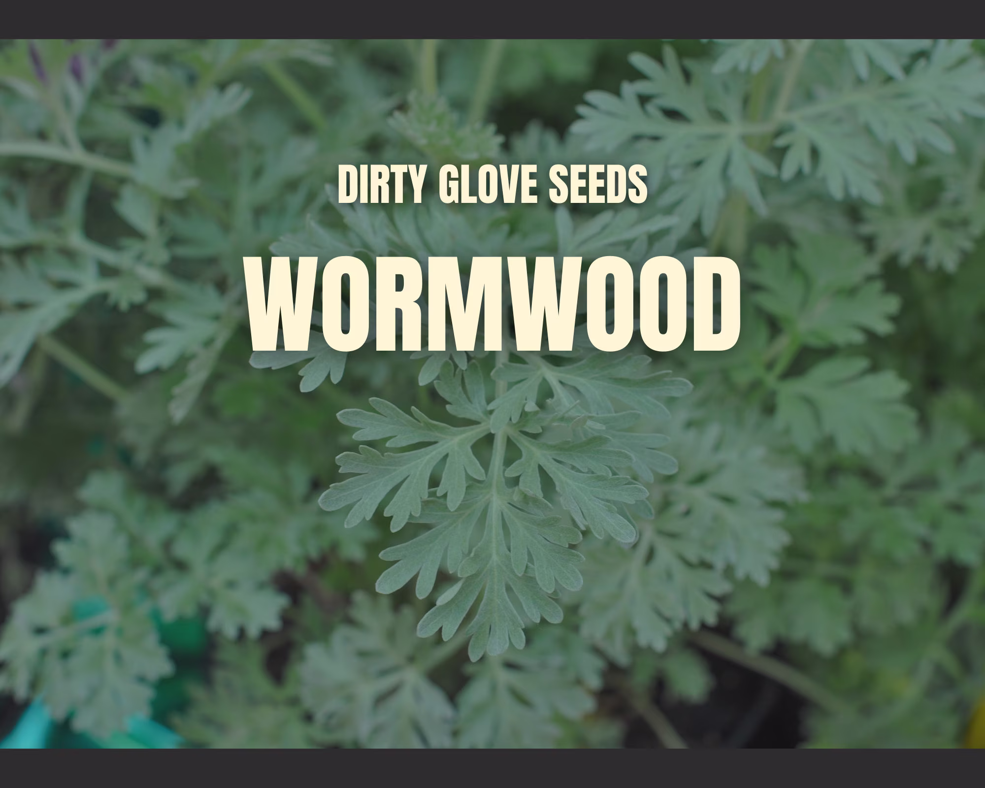 Wormwood 200+ Seeds Heirloom Medicinal Herb & Herbal Tea