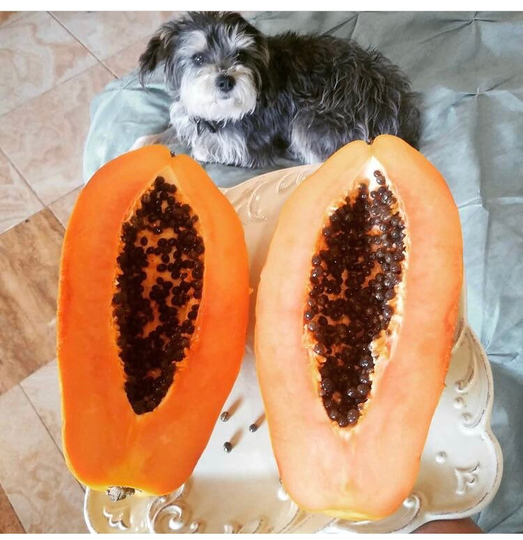 Organic Papaya Seeds