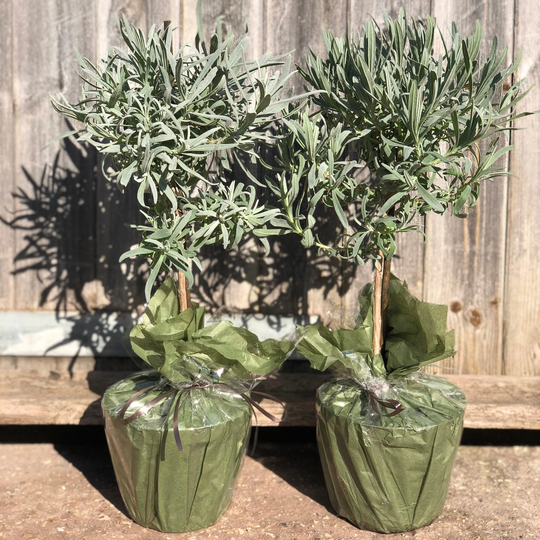 Pair Of Lavenders - Small