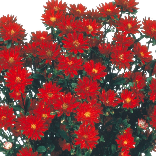 Aster Seeds 50 Serenade Red Cut Flower