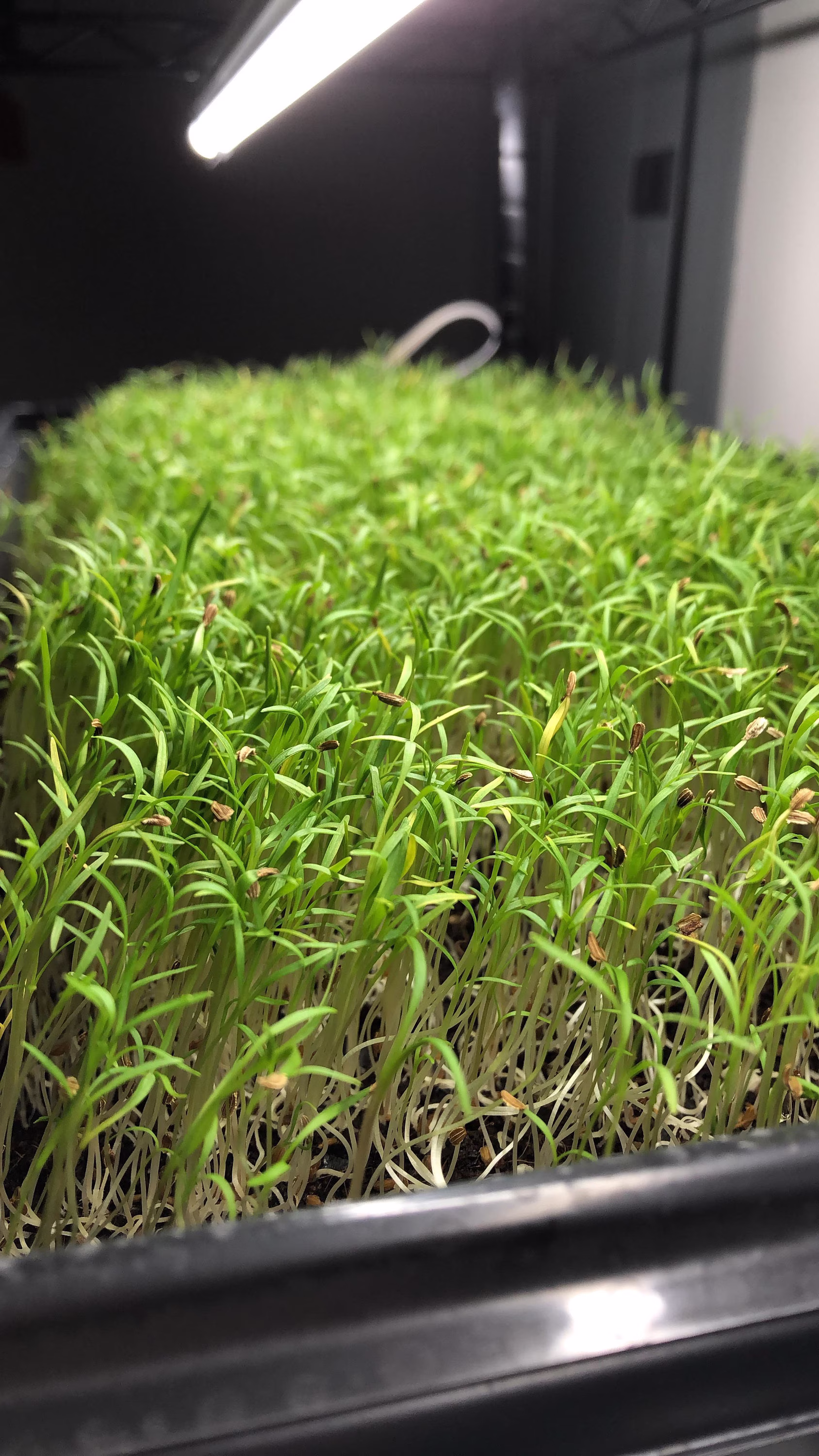 Organic Microgreens Sprouting Carrot Vegetable Seeds Easy Quick Growing Approx 7000 Seeds