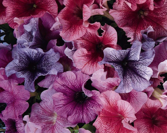 Petunia Mix 120 Seeds