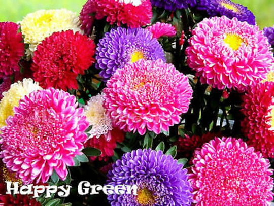 Aster Princely Mix - 450 Seeds Callistephus Chinensis Annual Flower