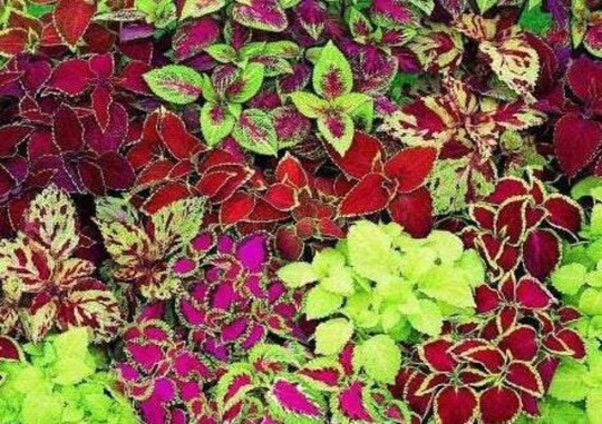 Coleus Rainbow Mixture 50 Seeds