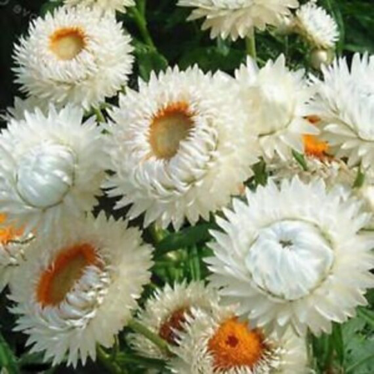 200 Organic White Helichrysum Straw Flower Everlanstings Bracteatum Seeds Samen Somen Zaad Zaden Graines Semi Weisse Strohblume