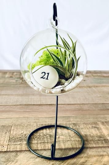 Diy Terrarium Air Plant Kit, Birthday Gift For 21 Year Olds. Twenty First Birthday. Air Plant Terrarium Present