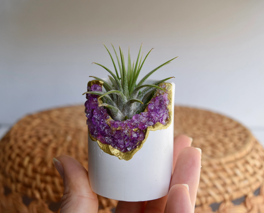 Crystal Air Plant Display