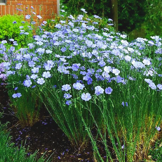 Linen Blue Perennial Flower Seeds
