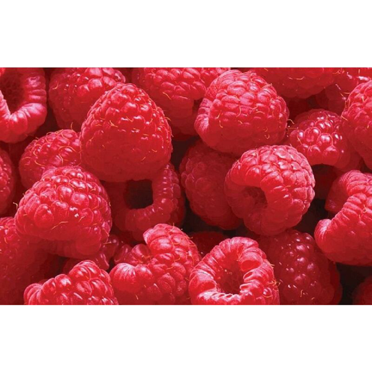 5X large raspberry glen prosen - fruit plants - summer season variety
