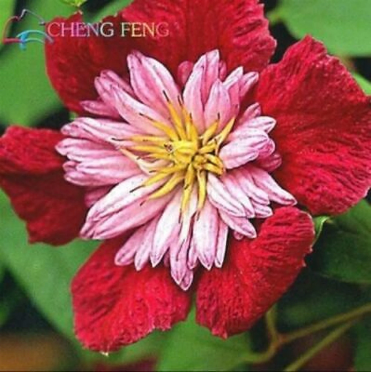 50Pcs/Lot Mix Beautiful Clematis Seeds Bonsai Flower | Code 72