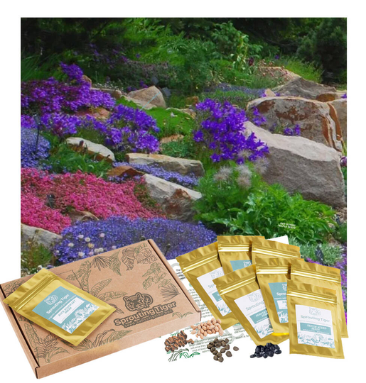 Grow Your Own Vibrant Rock Garden Gift Set