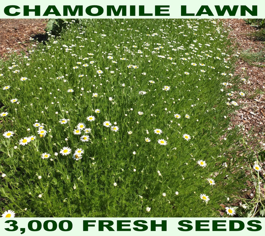 3000 Chamomile Seeds - The Lawn Variety