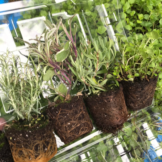 Herbs Mixed Varieties - 3, 4 Or 6 Potted Plants Free Delivery Within The UK