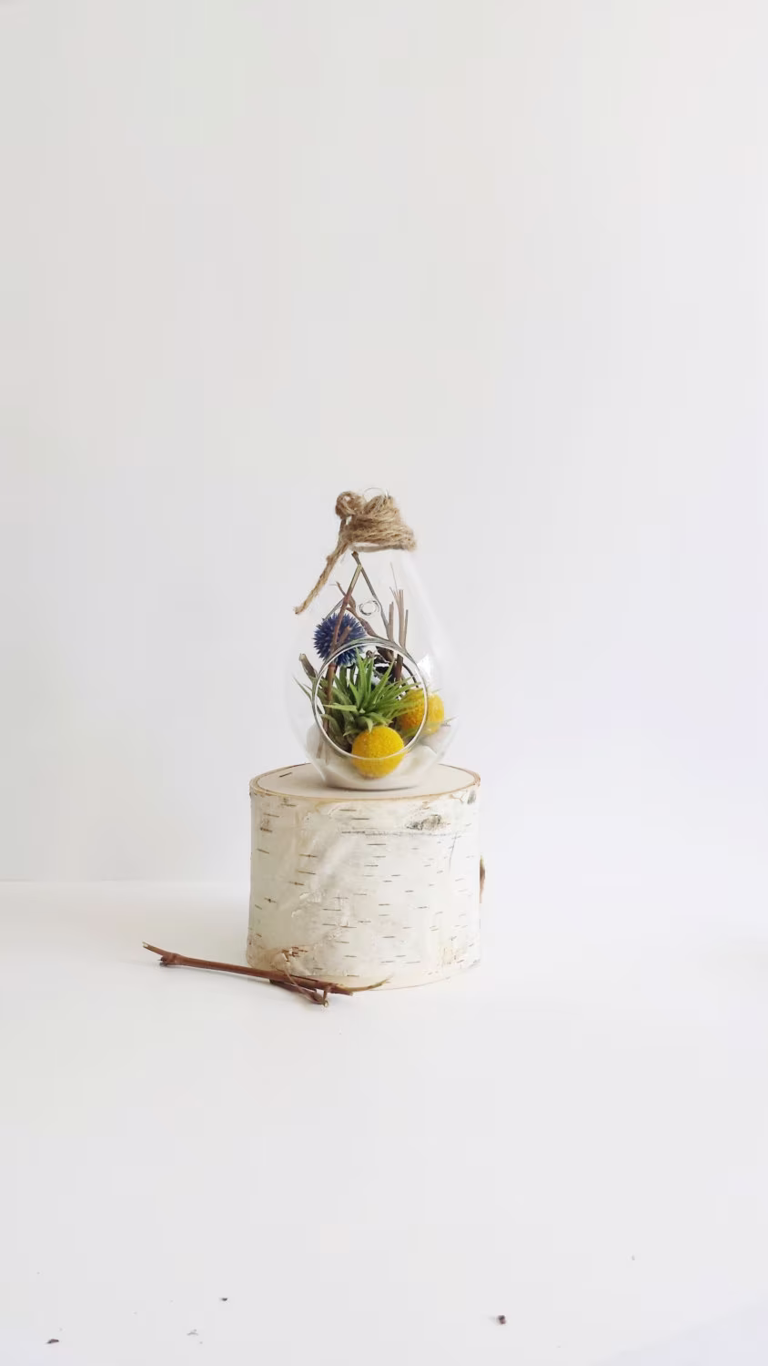 Billy Button Terrarium + Air Plant Kit //