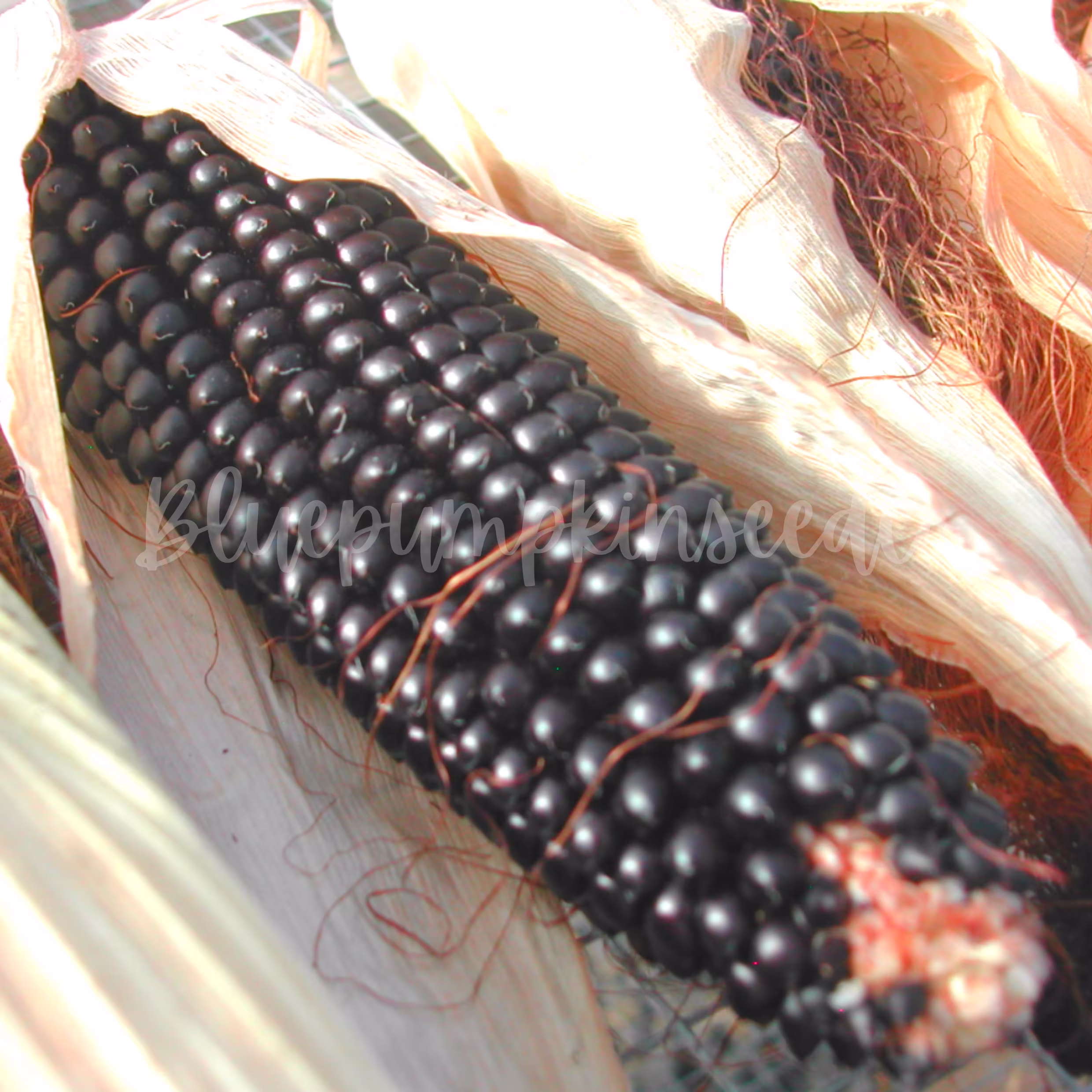 Dakota Black Corn Seeds | Organic/ Heirloom/Opblack Corn, Popping Decorative Black Purple Corn