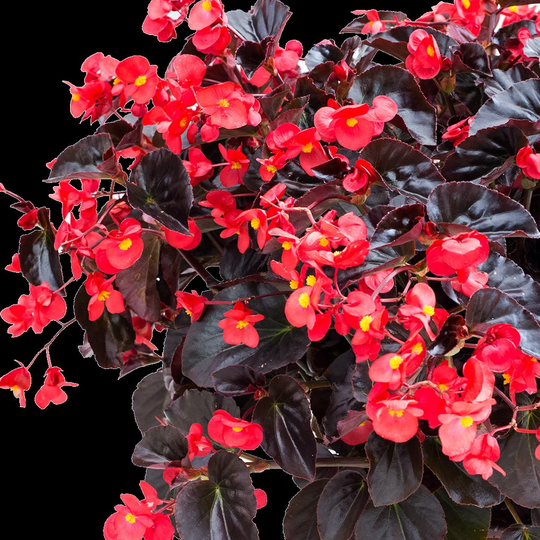 Begonia Seeds Viking Xl Red On Chocolate 50 Thru 200 Pelleted Large