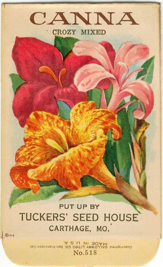 Canna Vintage Flower Seed Packet 1918 "No Seeds