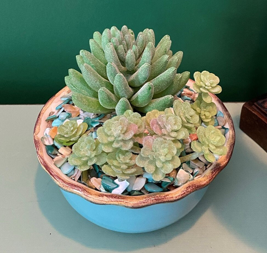 Beautiful Faux Succulent Arrangement in Soft Turquoise/Aqua With Brown Rimmed Ceramic Bowls - Last One