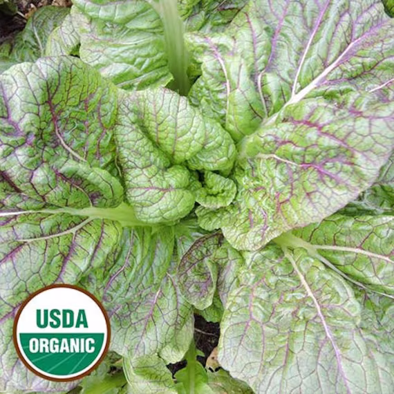 Mustard Hyakka Organic Seed 50