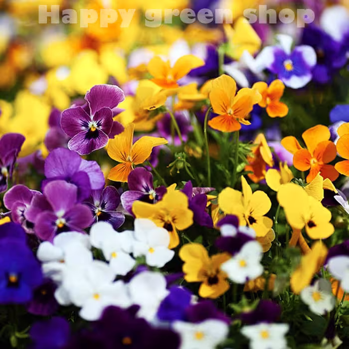 Horned Pansy Bambini Mixed - 300 Seeds Viola Cornuta Fragrant Perennial Flower