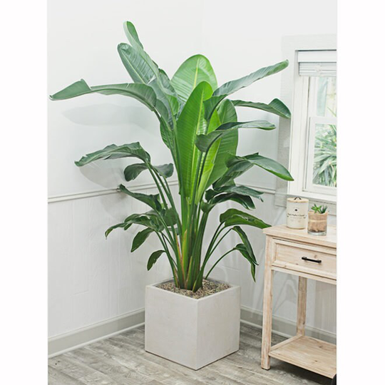 Beautiful Bird Of Paradise Seeds