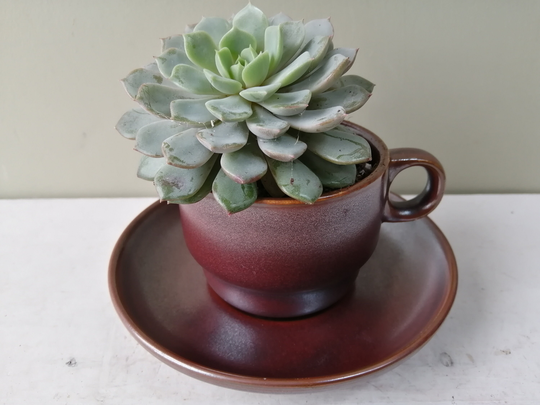 Lovely Ceramic Indoor Or Outdoor Tea Cup Planter. Made From Vintage Thomas, Germany Kiruna China, & Saucer. Cactus