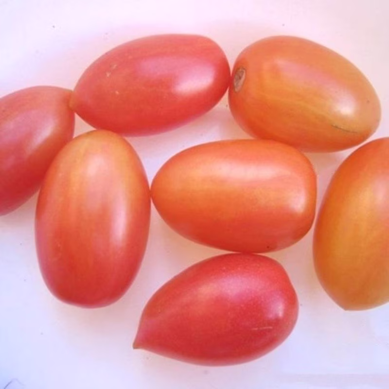 Tomato Paradise Candles Seeds Open-Pollinating Non Gmo For Planting | 204481