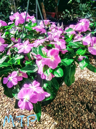 Vinca Rosea Purple Flower Seeds, Vinca Madagascar Periwinkle Seeds