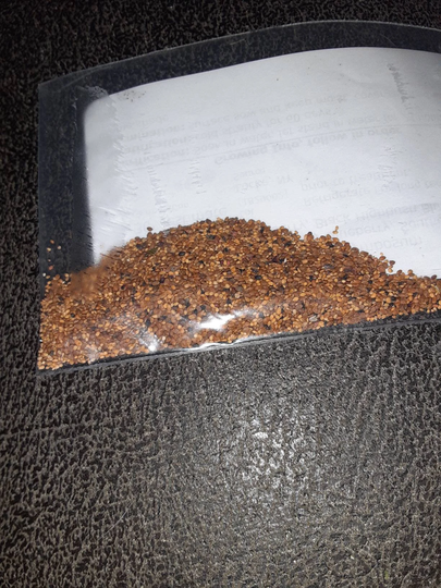 Southern Blueberry Seeds
