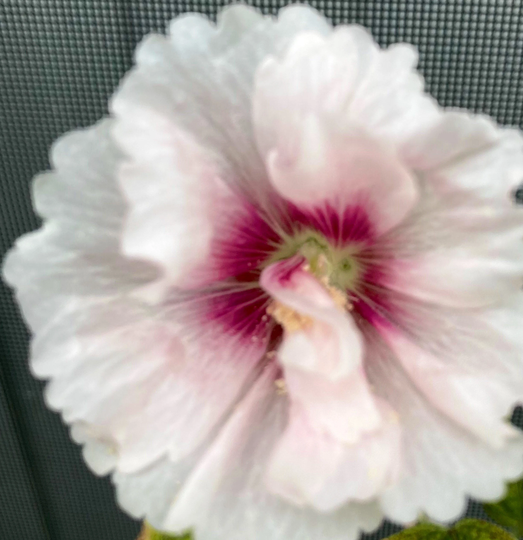 Alcea Rosea White Double Hollyhock Seeds