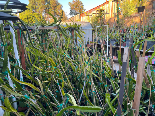 Big Dragon Fruit Root Plants 18"-20