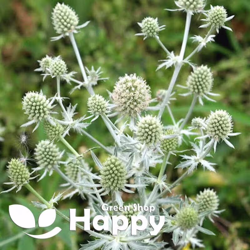 Silver Sea Holly - 80 Seeds Eryngium Planum