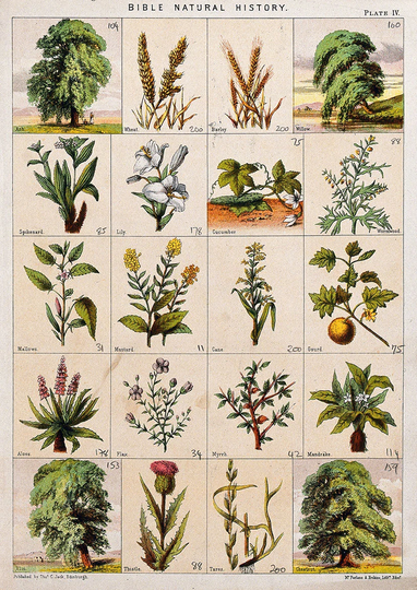 Bible Natural History Twenty Trees, Herbs & Shrubs Of The Bible. Fine Art Print/Poster. | 004755