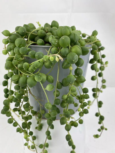 string Of Pearls | Senecio Rowleyanus 12cm Pot