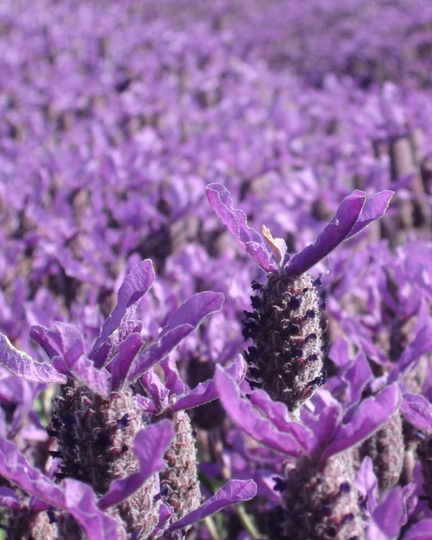 French Lavender Seeds -