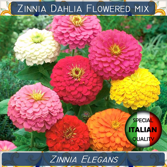 110+ Zinnia Dahlia Flowered Mixed Colors Seeds, Elegans Annual Flower Giant Seeds #fi606