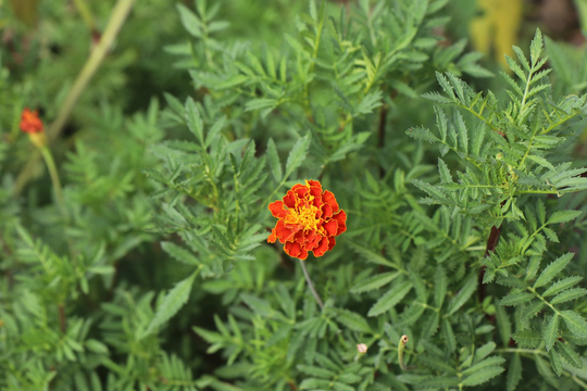 Mixed Marigold Seeds Pesticide Free