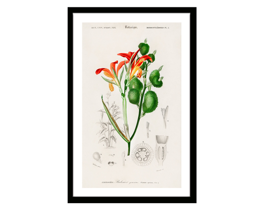 Anna Speciosa Vintage Botanical Poster Print Of Retro Herbs Plants & Trees Illustration Kitchen Art Decor. Giclee Set