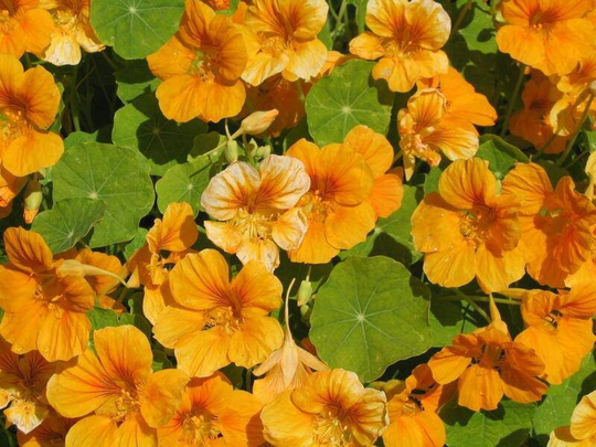 Flower Seeds Nasturtium Pich Melba About 15