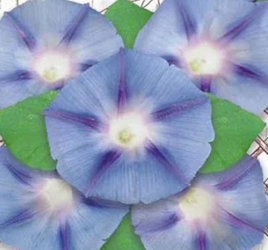 Rare Original Flower Seeds Morning Glory "Blue Star