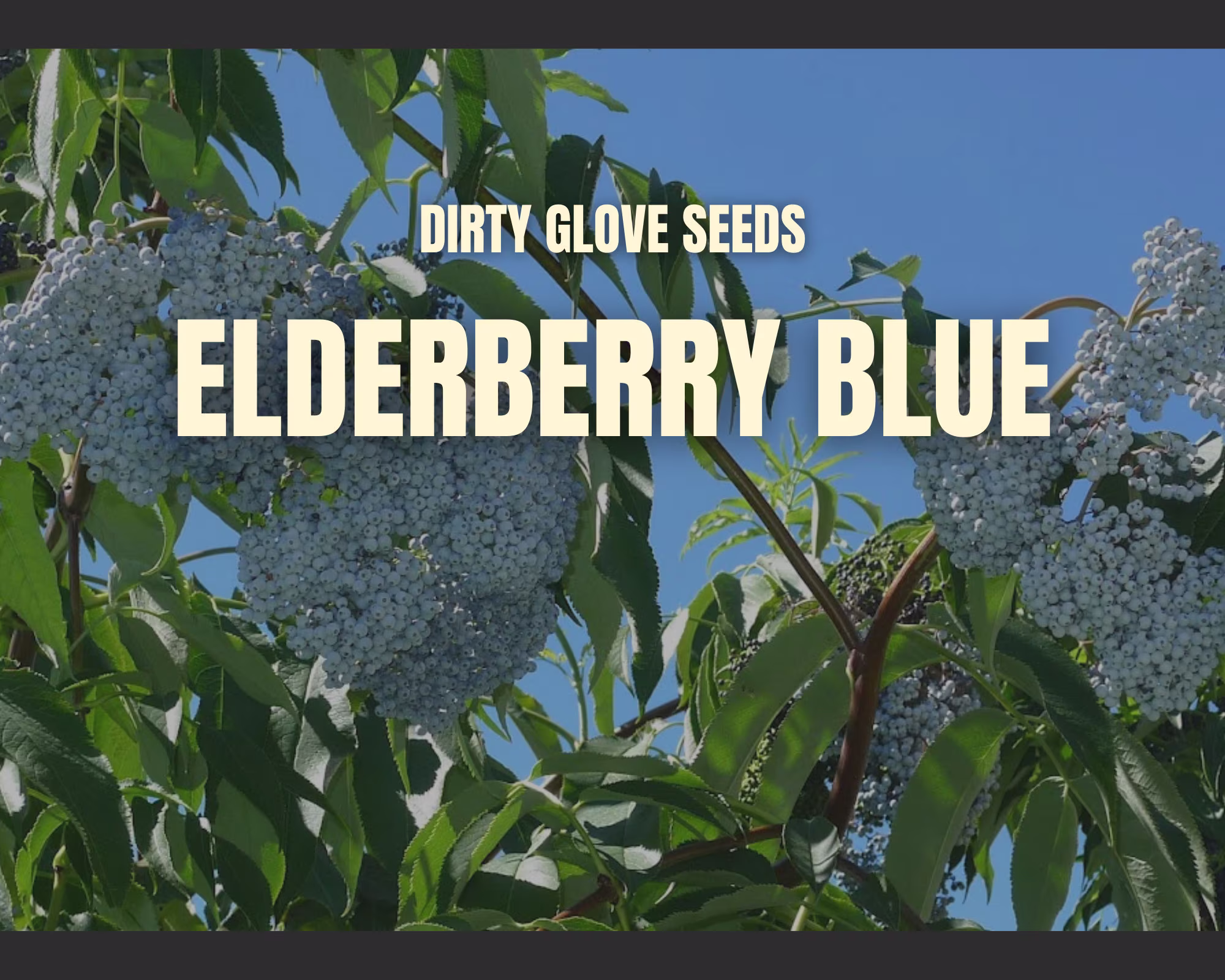Elderberry, Blue 50+ Seeds Medicinal & Culinary Herb Non-Gmo | Sambucus Caerulea