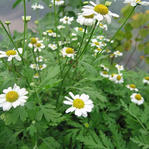 Feverfew Seeds | Tanacetum Parthenium, Organic
