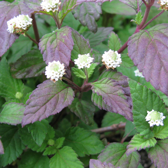 Aztek Sweet Herb | Lippia Dulcis 100+/200+/400+/1000+ Seeds