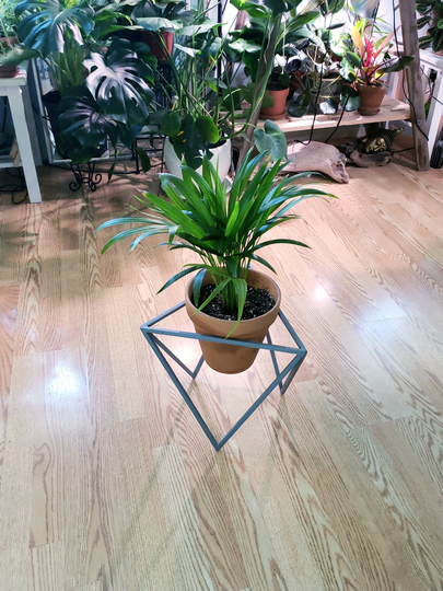 Metal Plant Stand, Modern Holder, Steel Triangle Indoor Planter