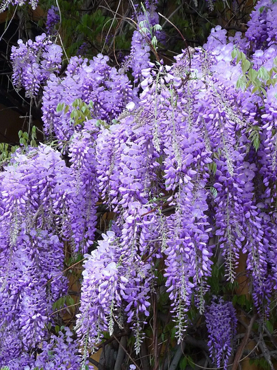 6 X Chinese Wisteria Seeds | Wisteria Sinensis - Flowering Tree Or Bonsai